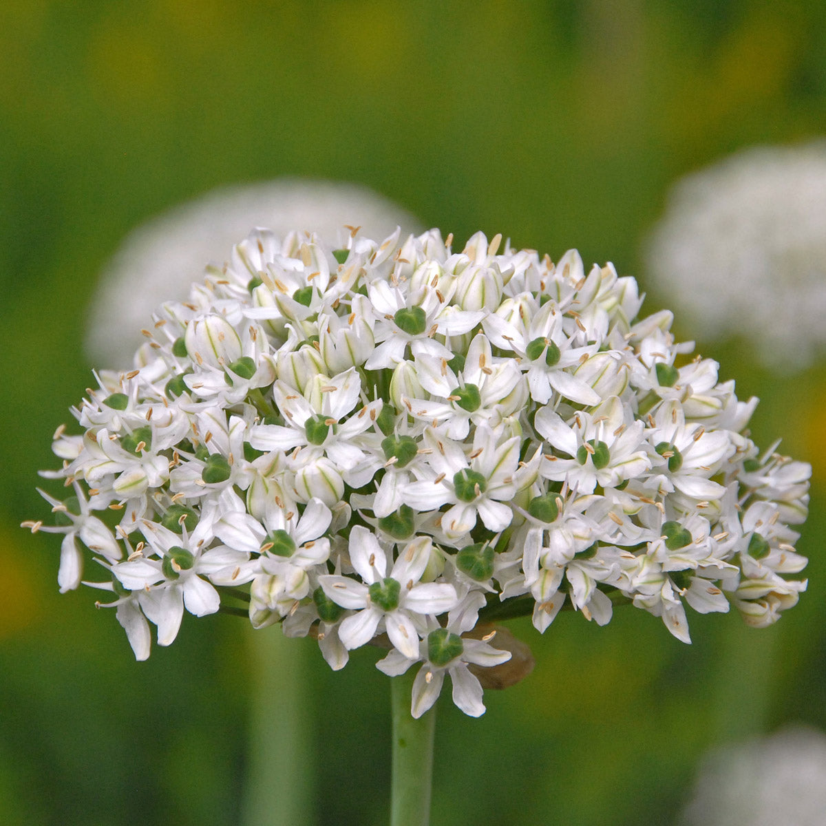 Allium nigrum