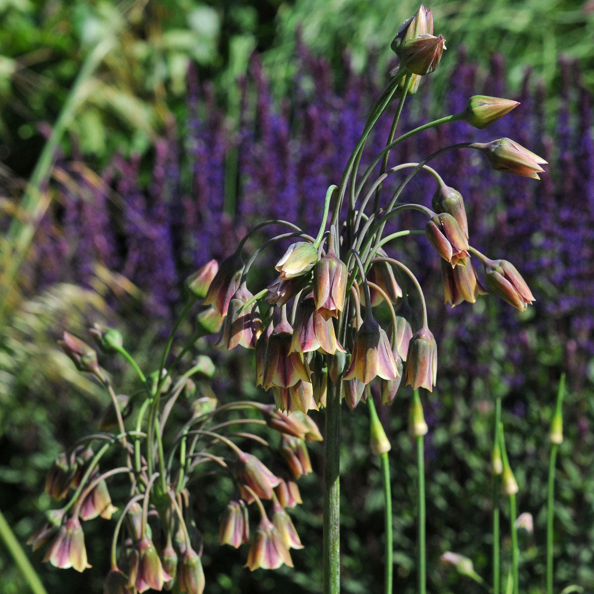 Allium siculum