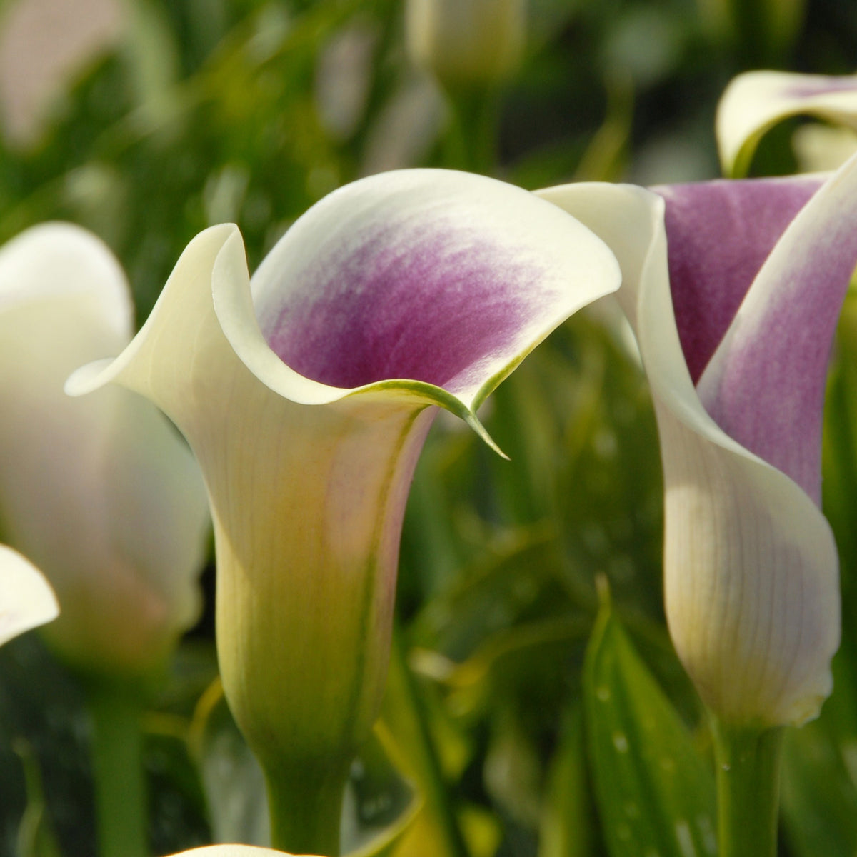 Zantedeschia Picasso