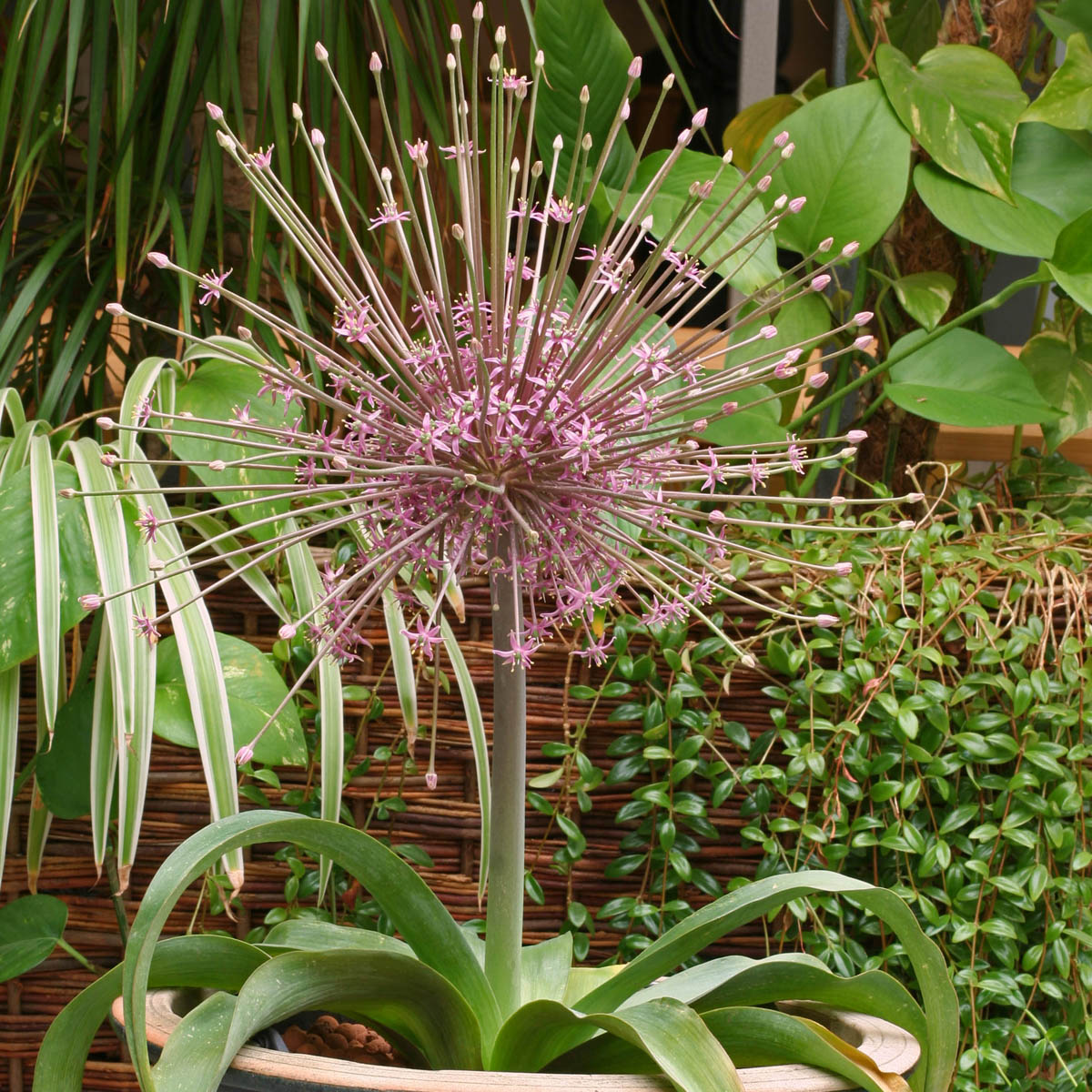 Allium schubertii