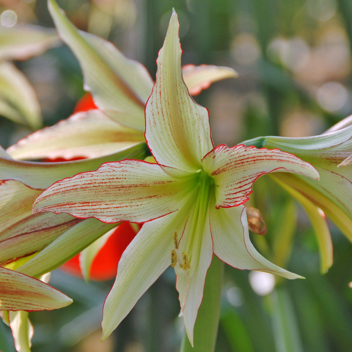 Amaryllis Emerald