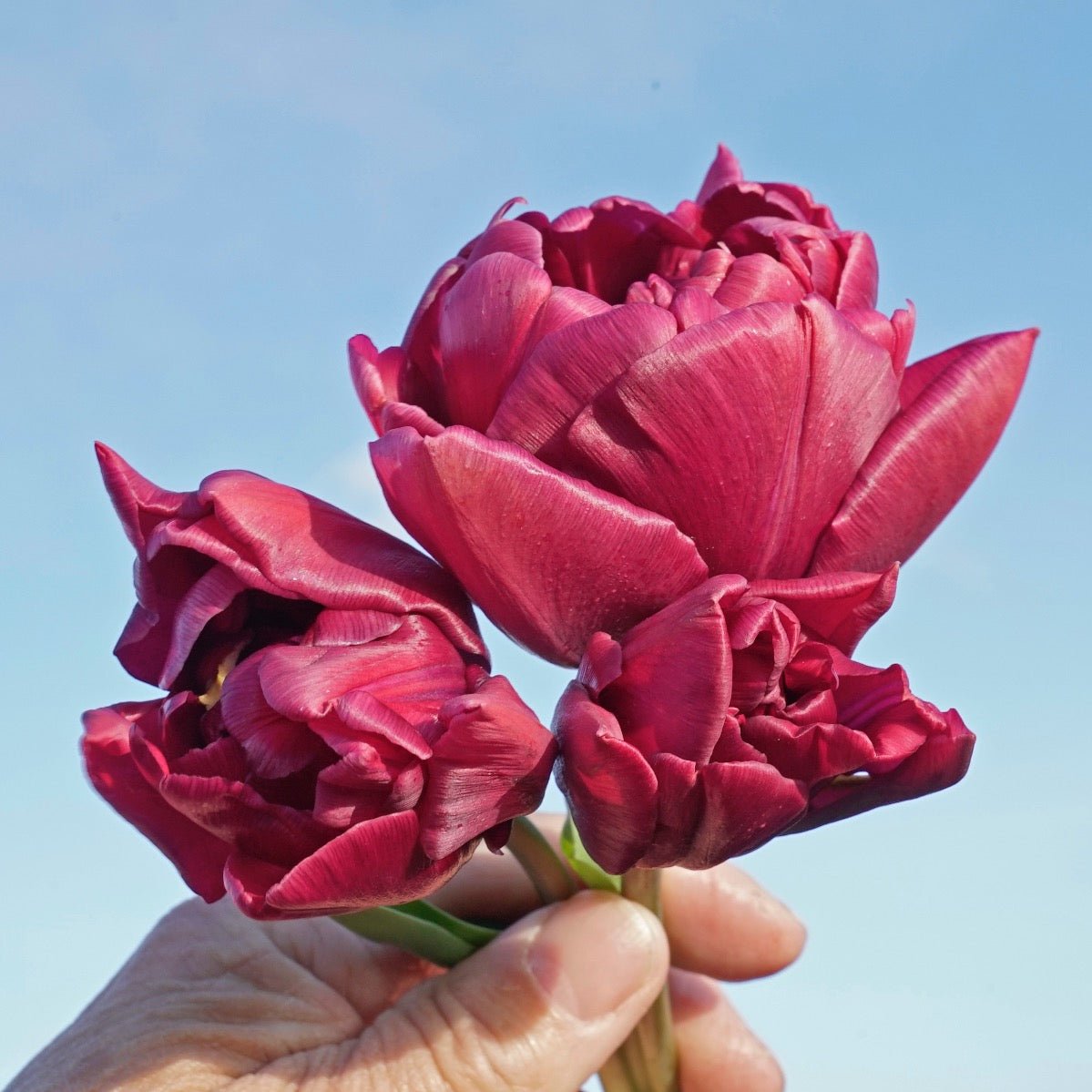 Alison Bradley - Tulips - Fluwel