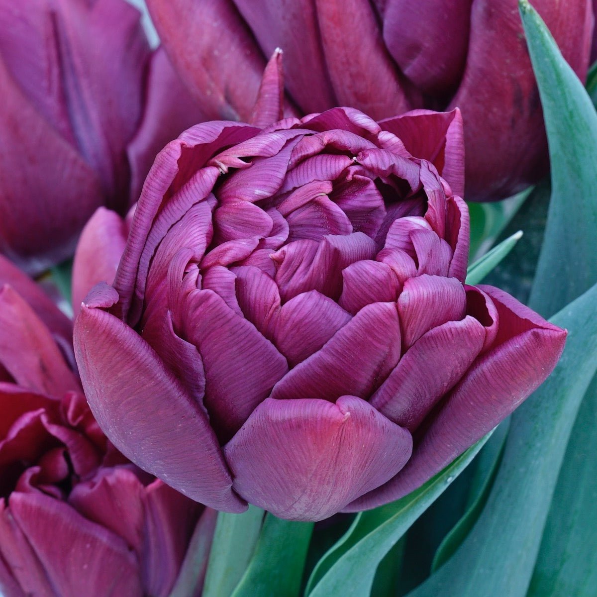 Alison Bradley - Tulips - Fluwel