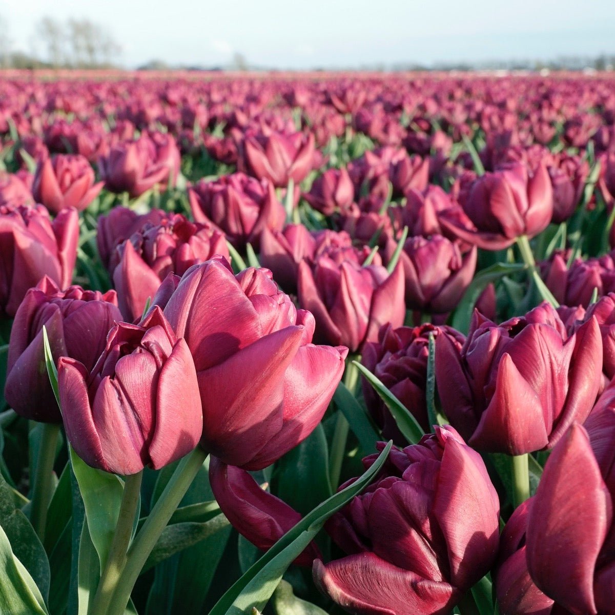 Alison Bradley - Tulips - Fluwel