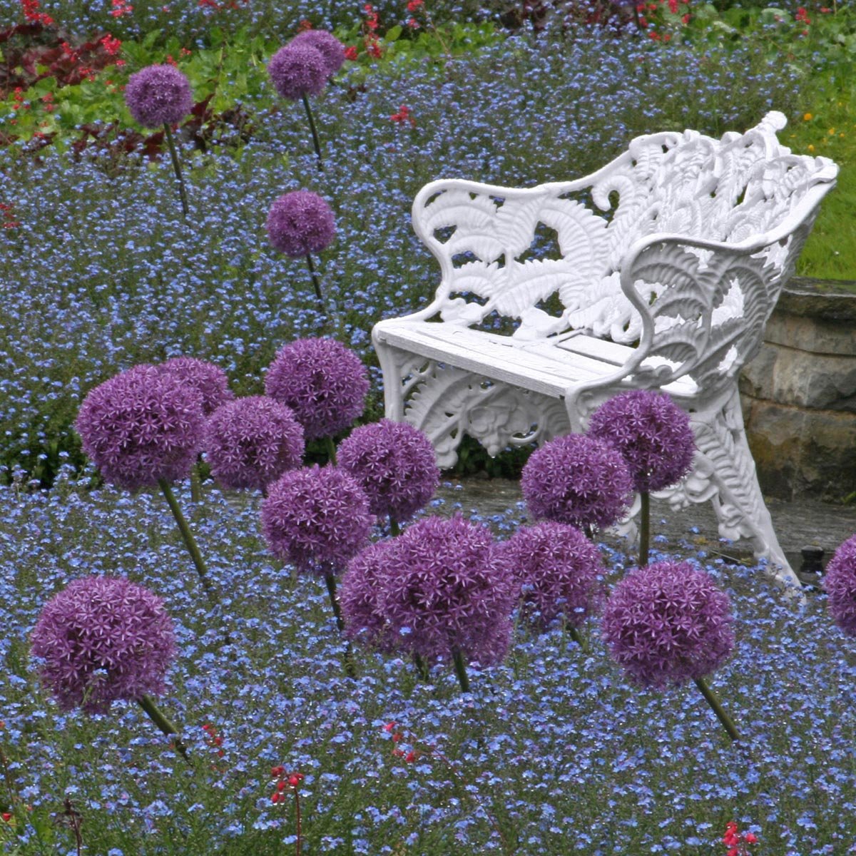 Allium Globemaster - Alliums - Fluwel