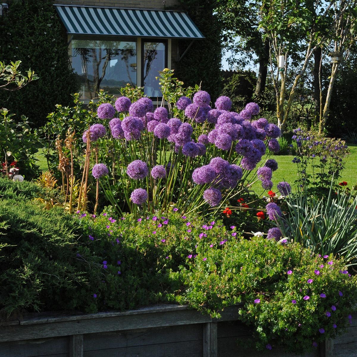 Allium Globemaster - Alliums - Fluwel