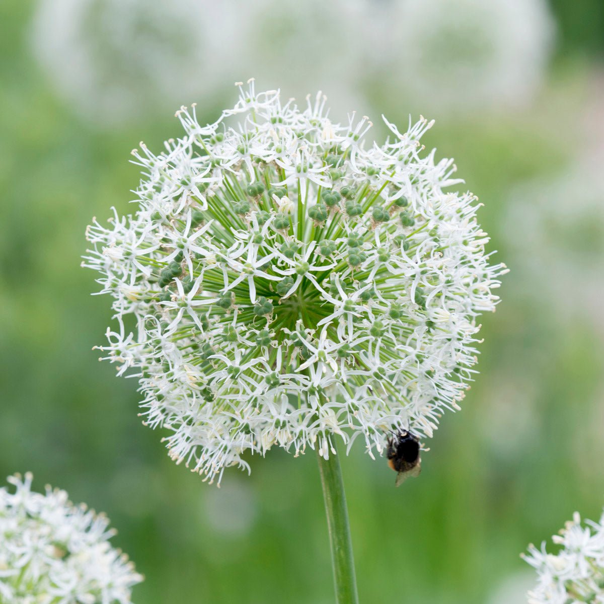 Allium Mount Everest - witte allium - Fluwel