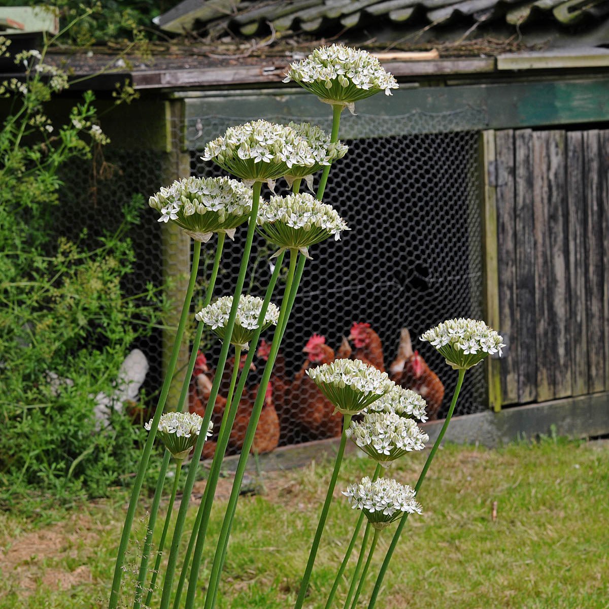 Allium nigrum - Alliums - Fluwel