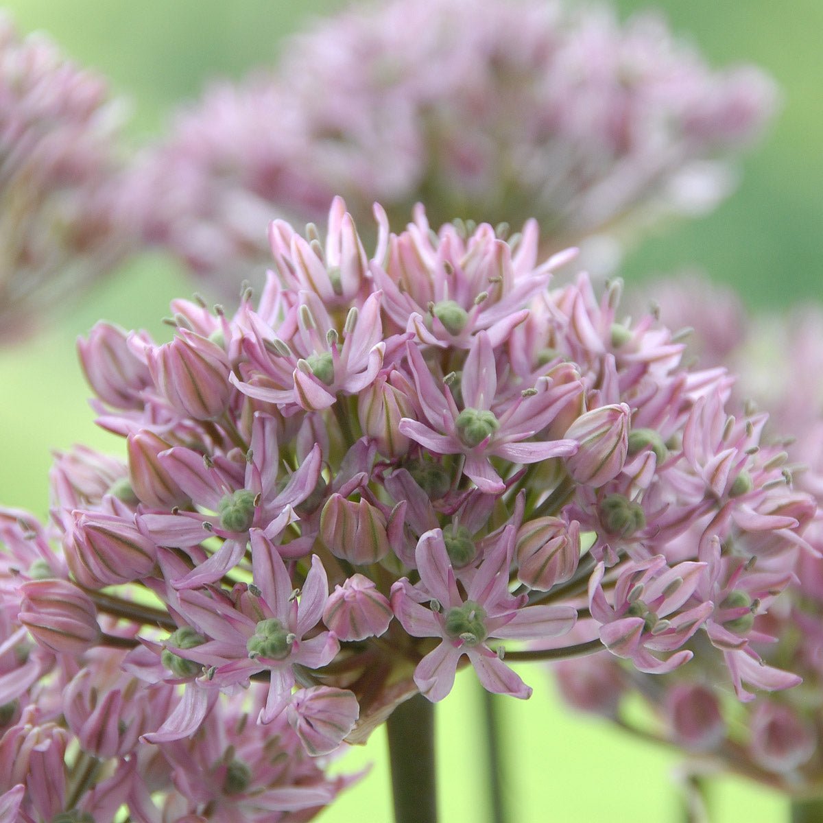 Allium Pink Jewel - Alliums - Fluwel