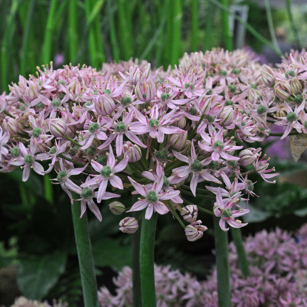 Allium Pink Jewel - Alliums - Fluwel