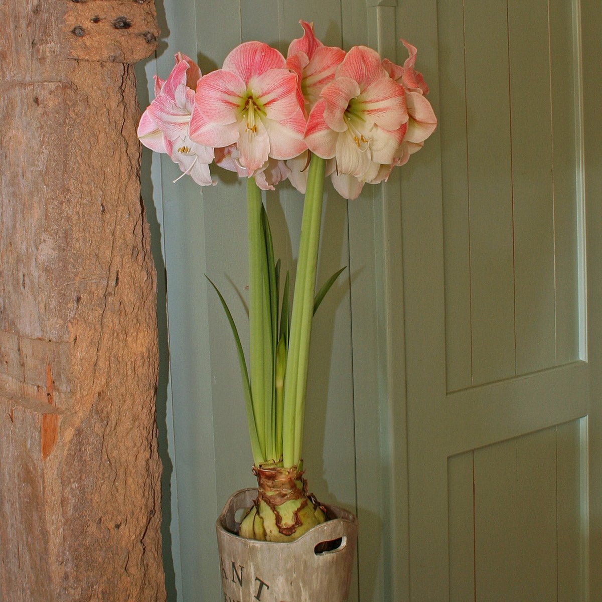 Amaryllis Apple Blossom - Amaryllis - Fluwel