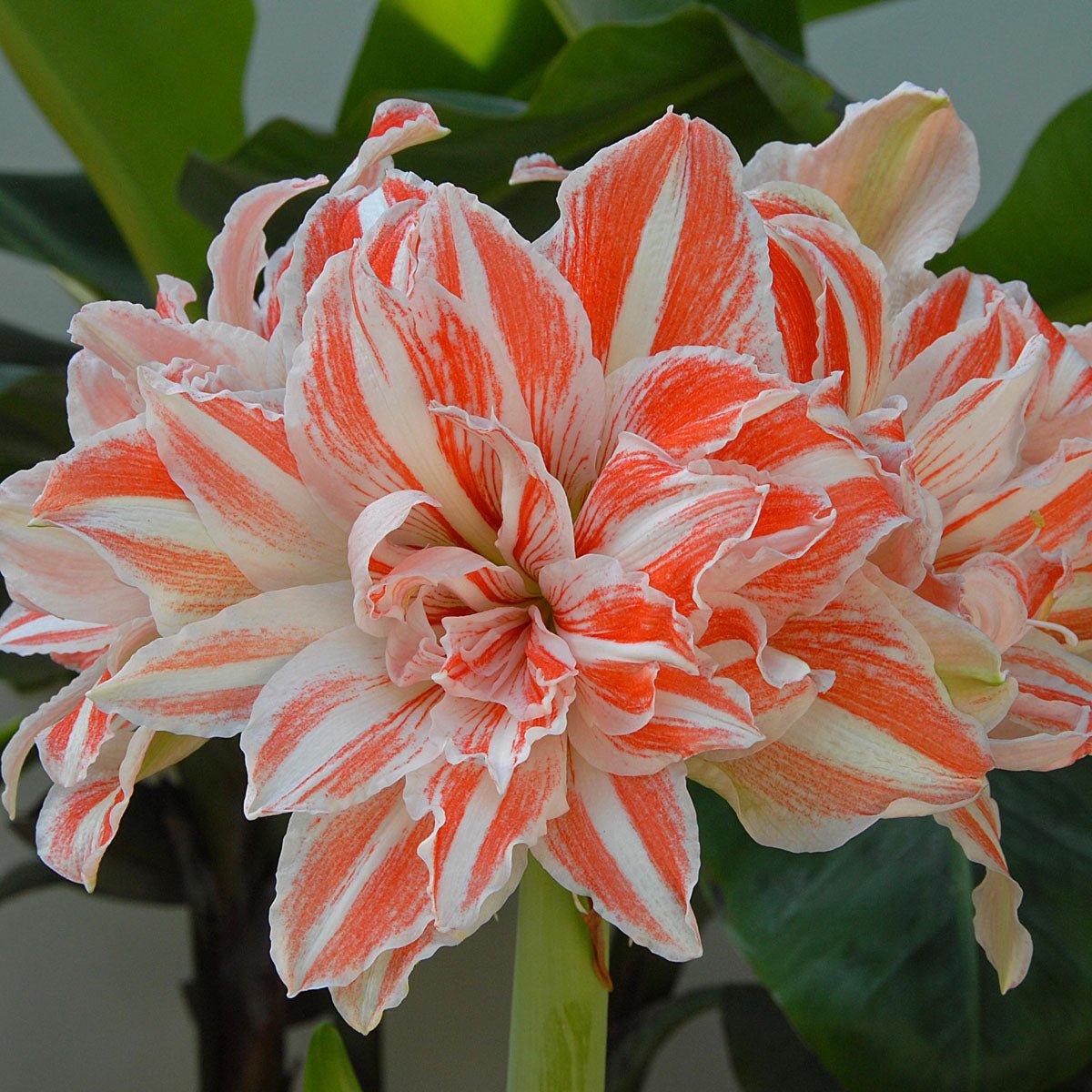 Amaryllis Dancing Queen - Amaryllis - Fluwel