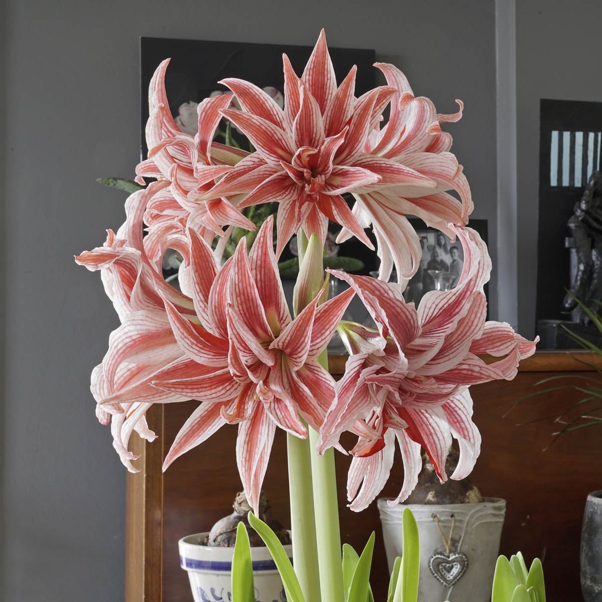Amaryllis Doublet - Amaryllis - Fluwel