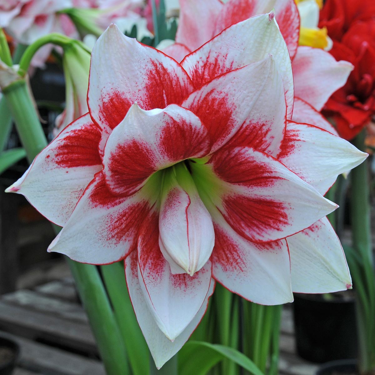 Amaryllis Elvas - Amaryllis - Fluwel