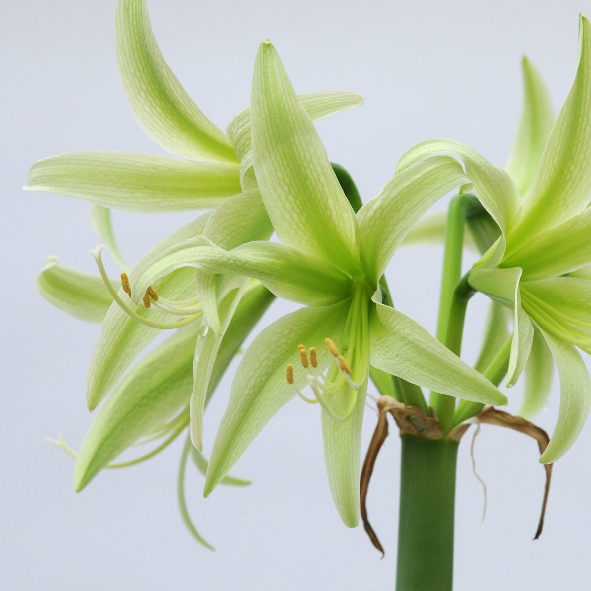 Amaryllis Evergreen - Amaryllis - Fluwel