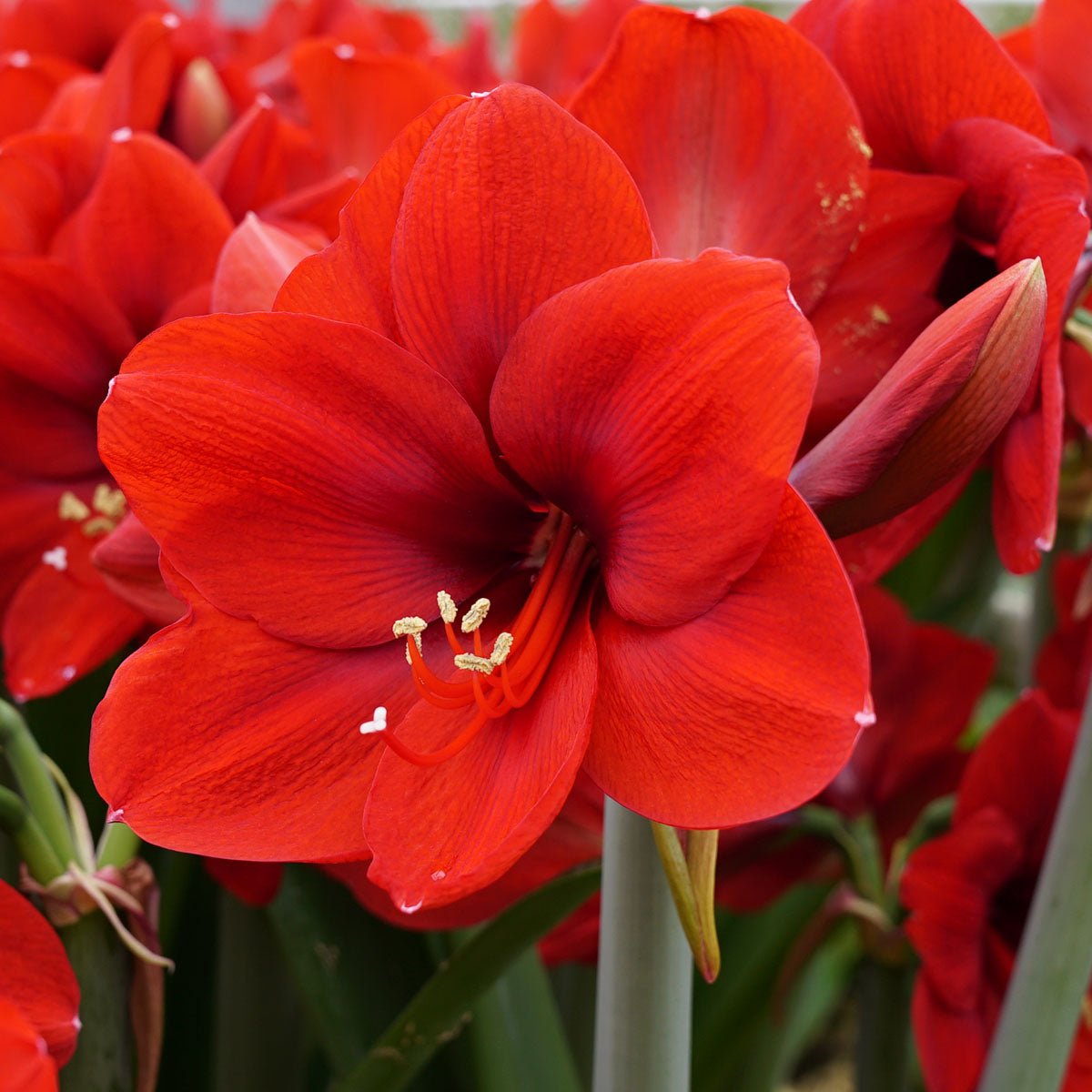 Amaryllis Ferrari - Amaryllis - Fluwel