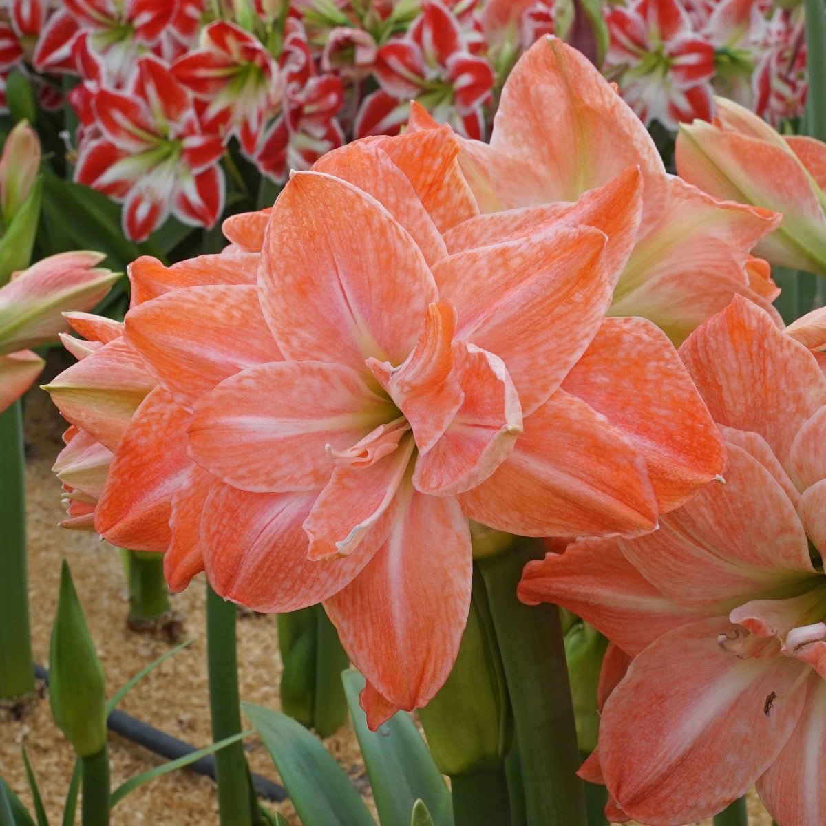 Amaryllis Flamingo Amadeus - Amaryllis - Fluwel