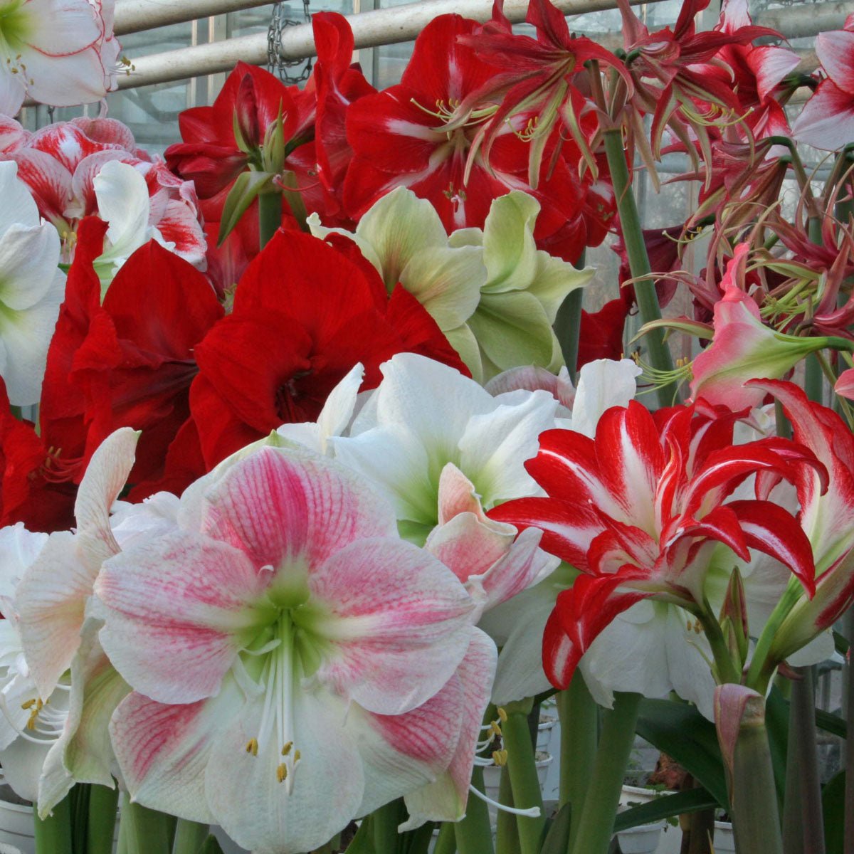 Amaryllis kransje - Amaryllis - Fluwel