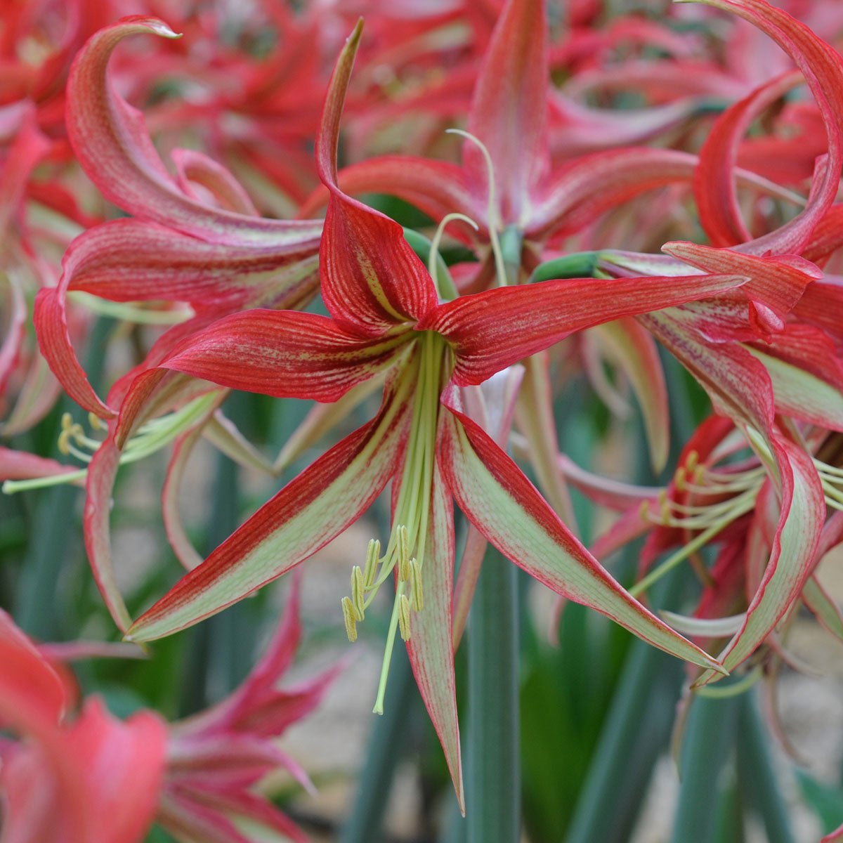 Amaryllis La Paz - Amaryllis - Fluwel