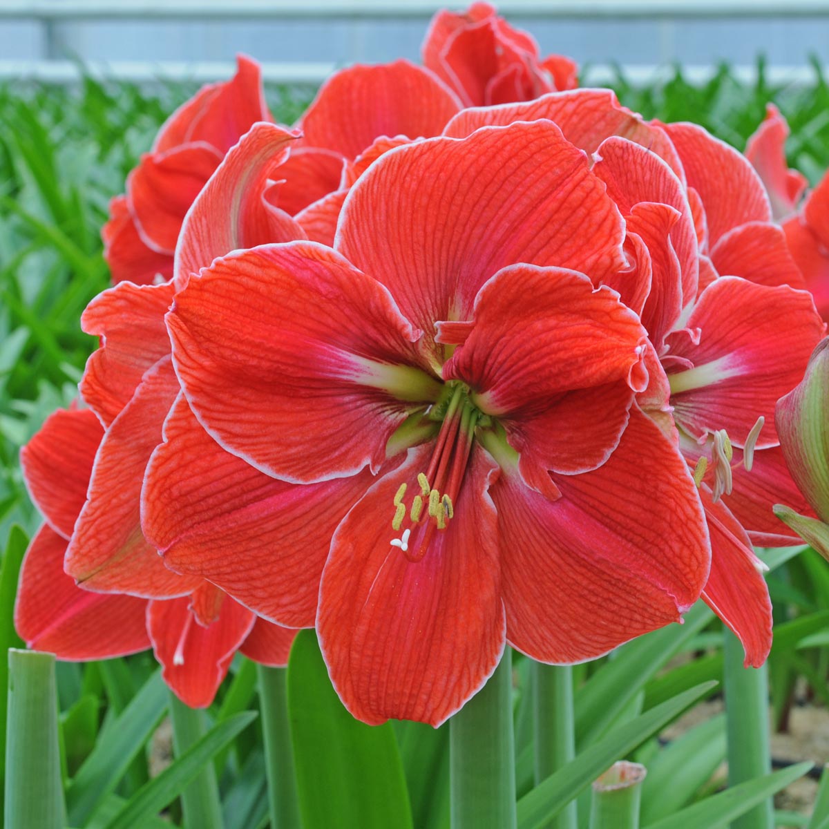 Amaryllis Magical Touch - Amaryllis - Fluwel