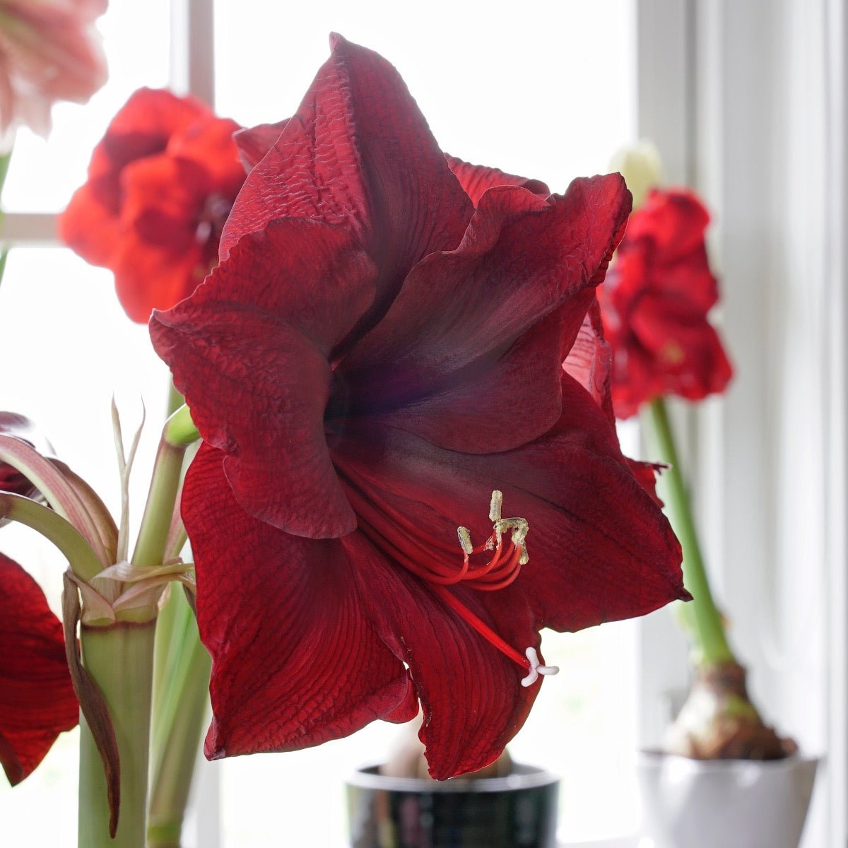 Amaryllis Mandela - Amaryllis - Fluwel