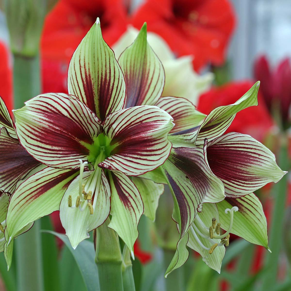 Amaryllis Papilio - Amaryllis - Fluwel