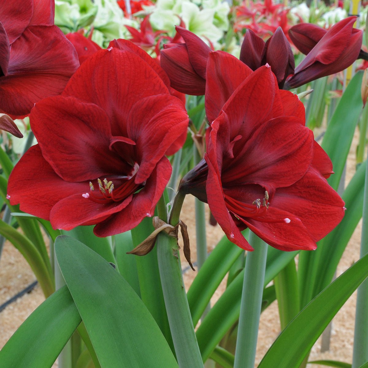 Cadeau Amaryllis Set 2 Echte Amaryllissen In Was - Rood En Wit, Makkelijk Te Onderhouden Kamerplant | Cadeau-set Met Gewaxte Bol, Geen Water Nodig Gewaxte Amaryllis Bol