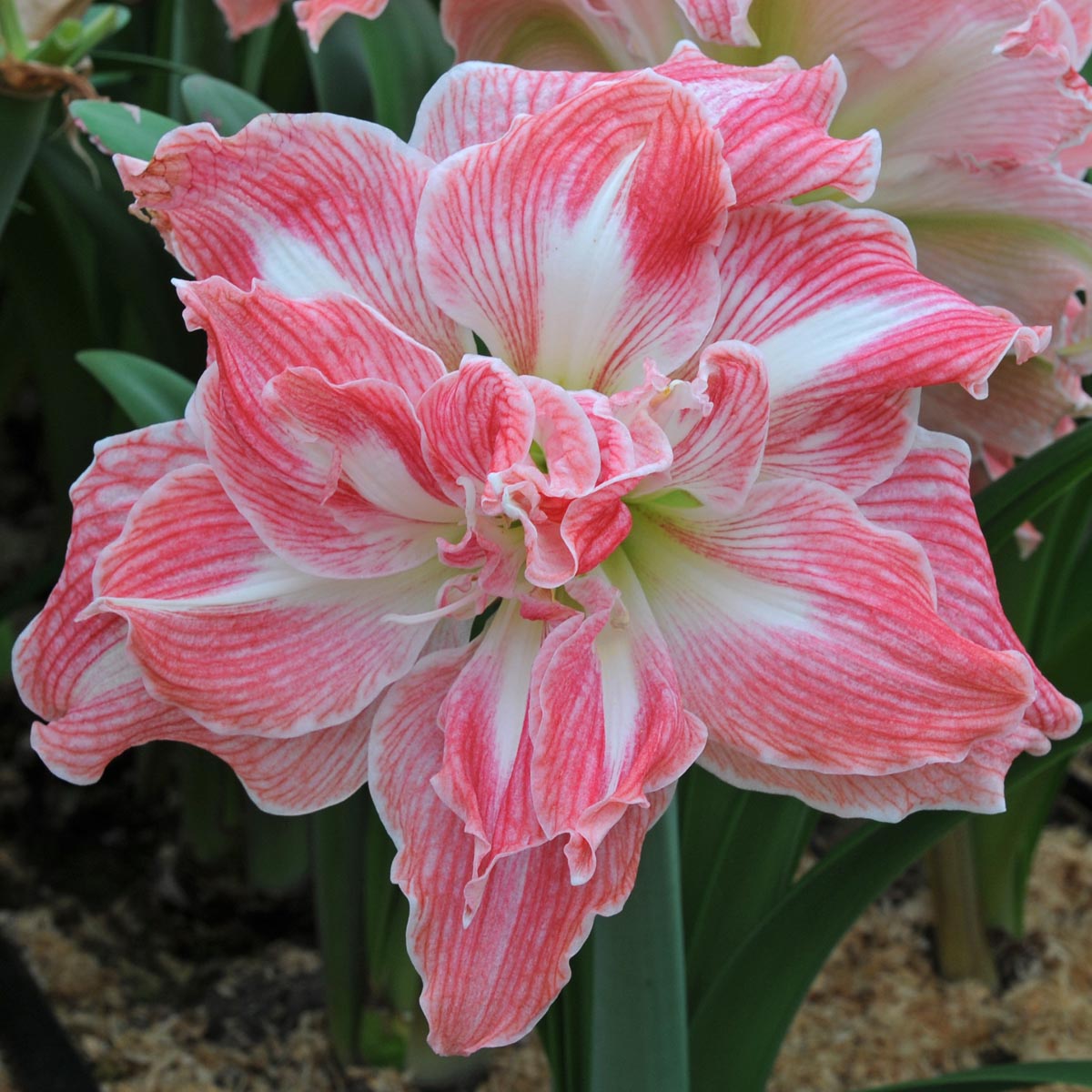 Amaryllis Pretty Nymph - Amaryllis - Fluwel