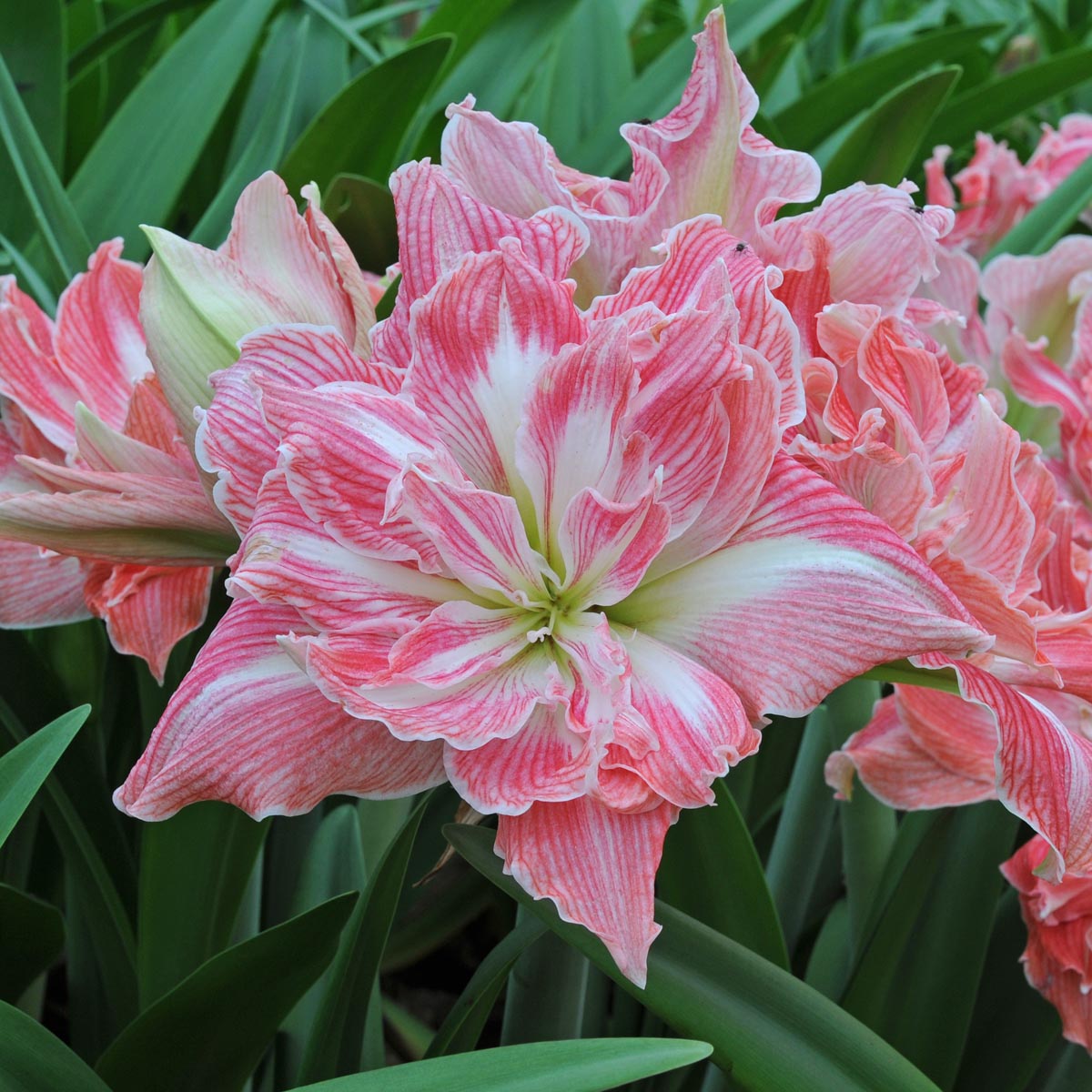 Amaryllis Pretty Nymph - Amaryllis - Fluwel