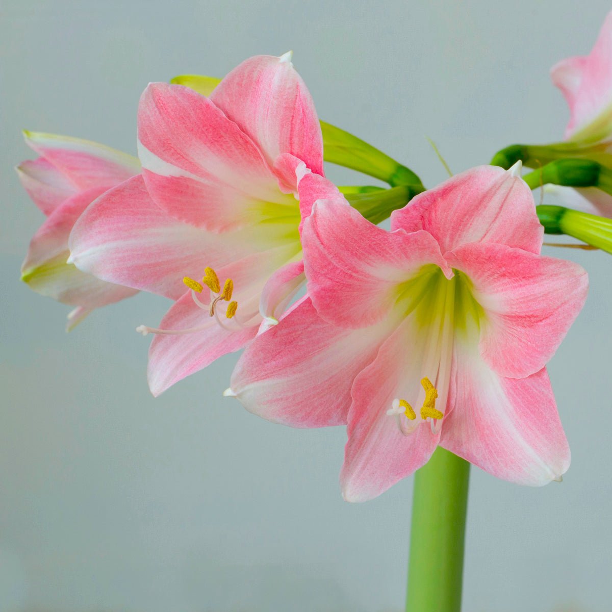 Amaryllis Rebecca - Amaryllis - Fluwel