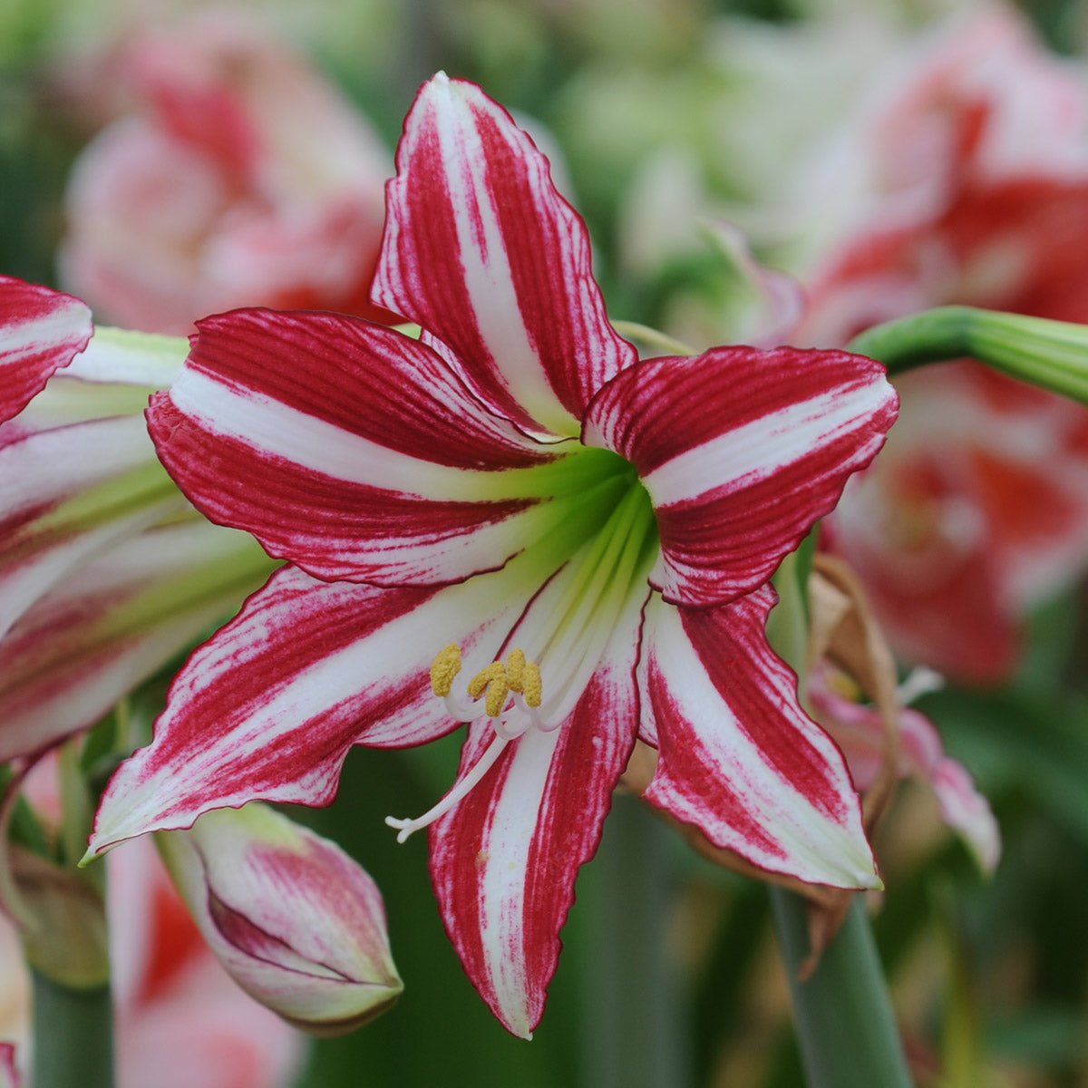Amaryllis Santiago - Amaryllis - Fluwel