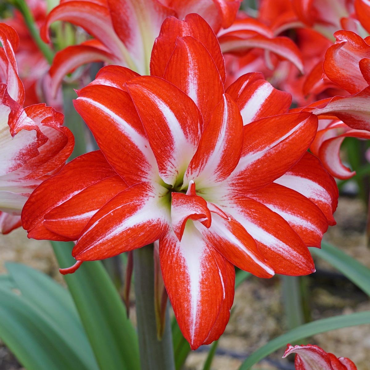 Amaryllis Splash - Amaryllis - Fluwel