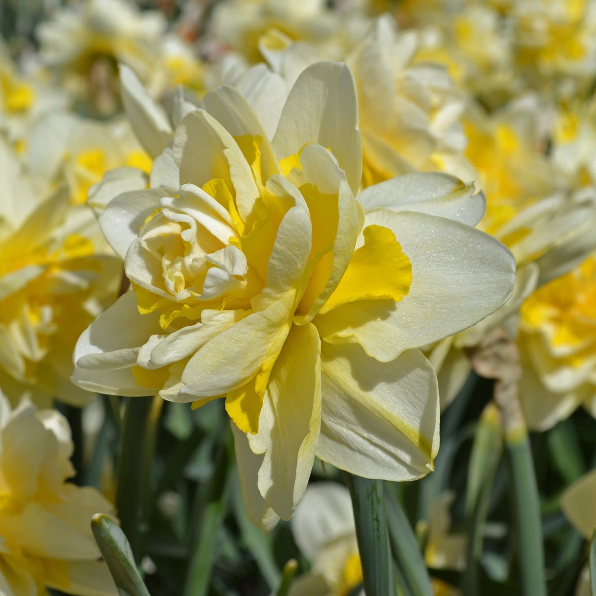 Ambon - Narcissus - Fluwel