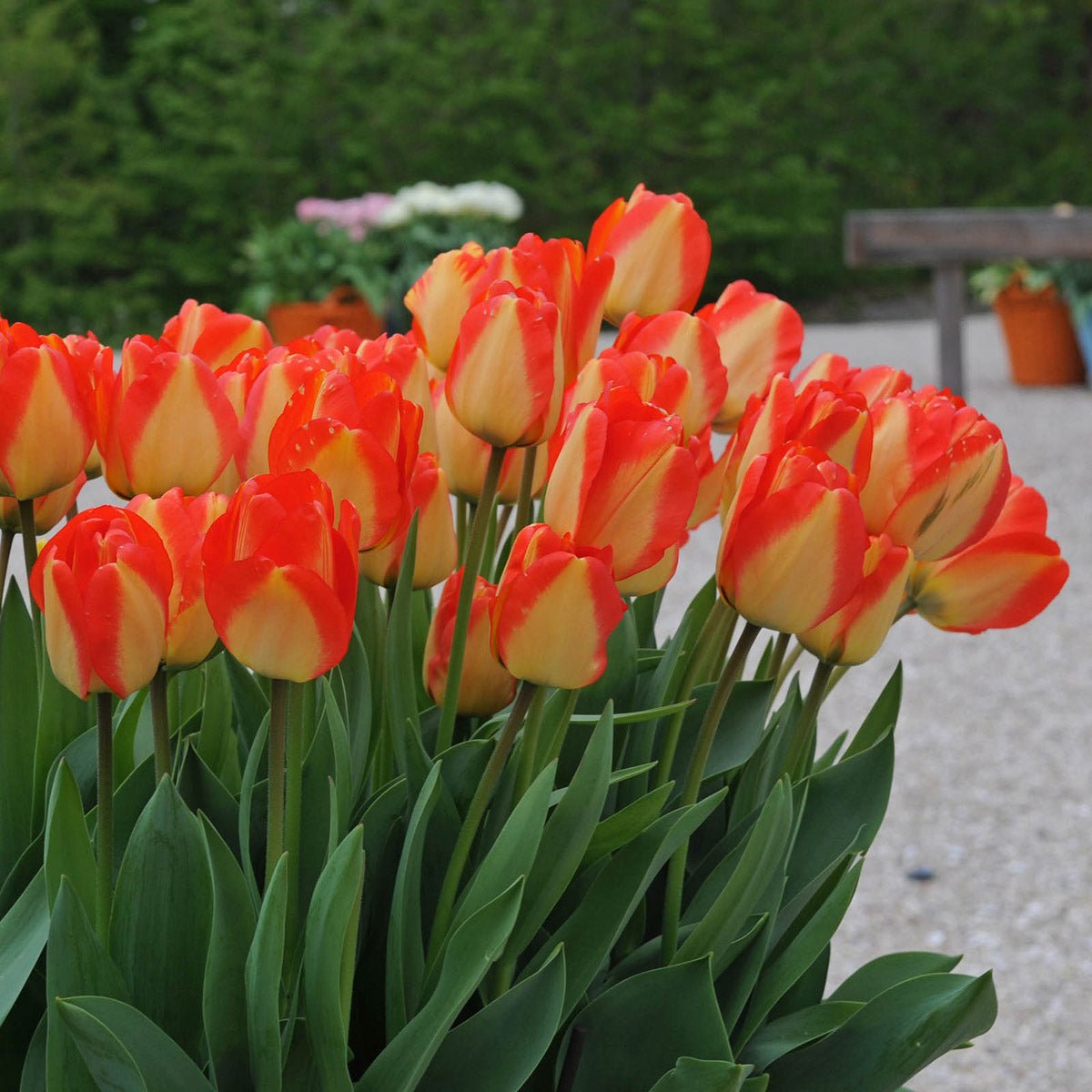 American Dream - Tulips - Fluwel