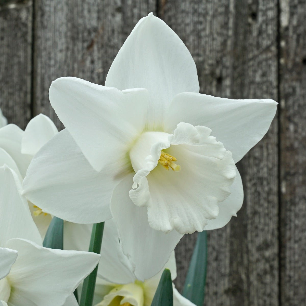 Amos Pettingill - witte Trumpet narcis - Fluwel