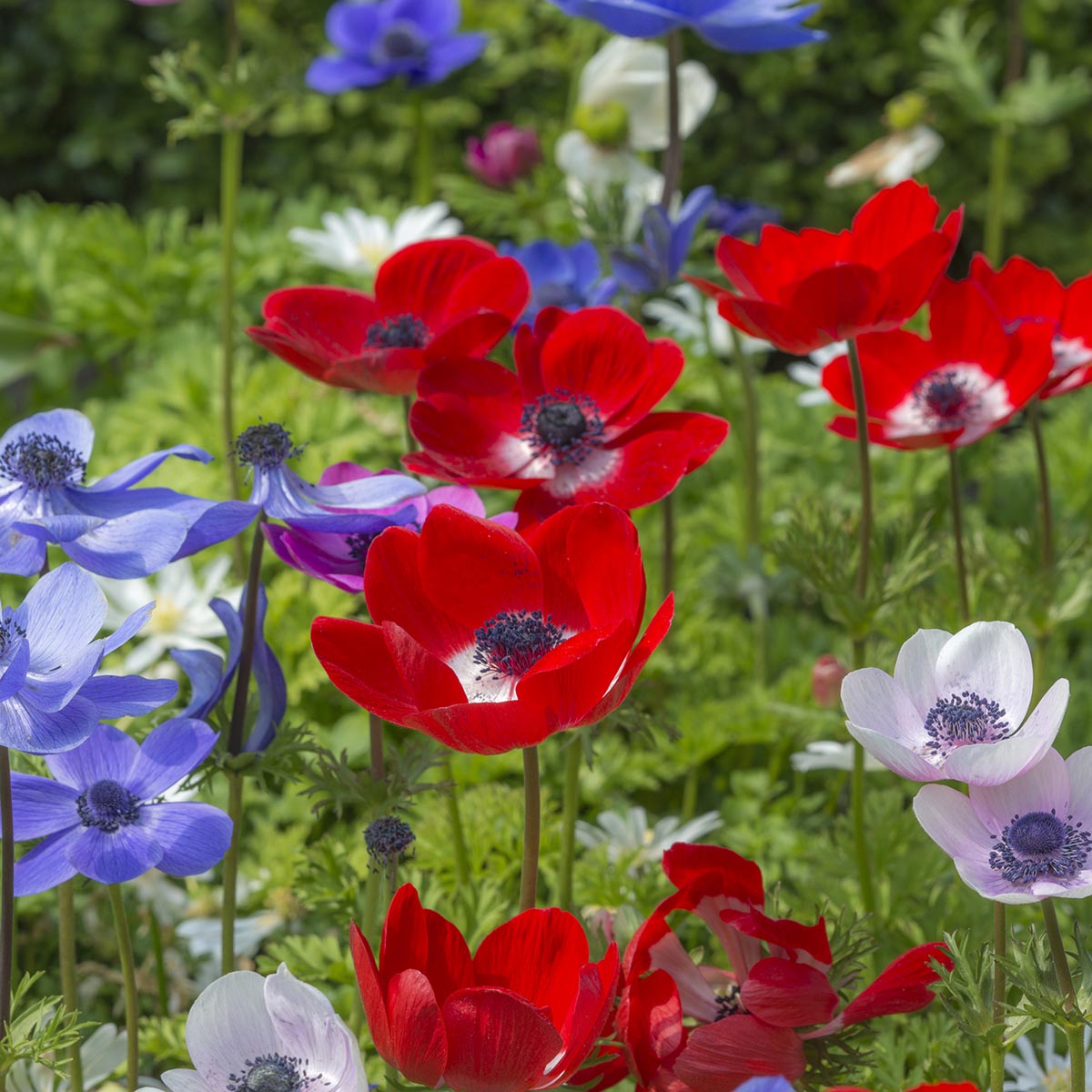 Anemone coronaria De Caen - Summer special bulbs - Fluwel
