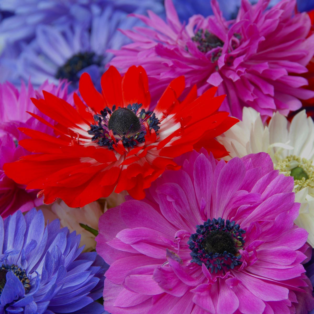 Anemone coronaria St Brigid - Summer special bulbs - Fluwel