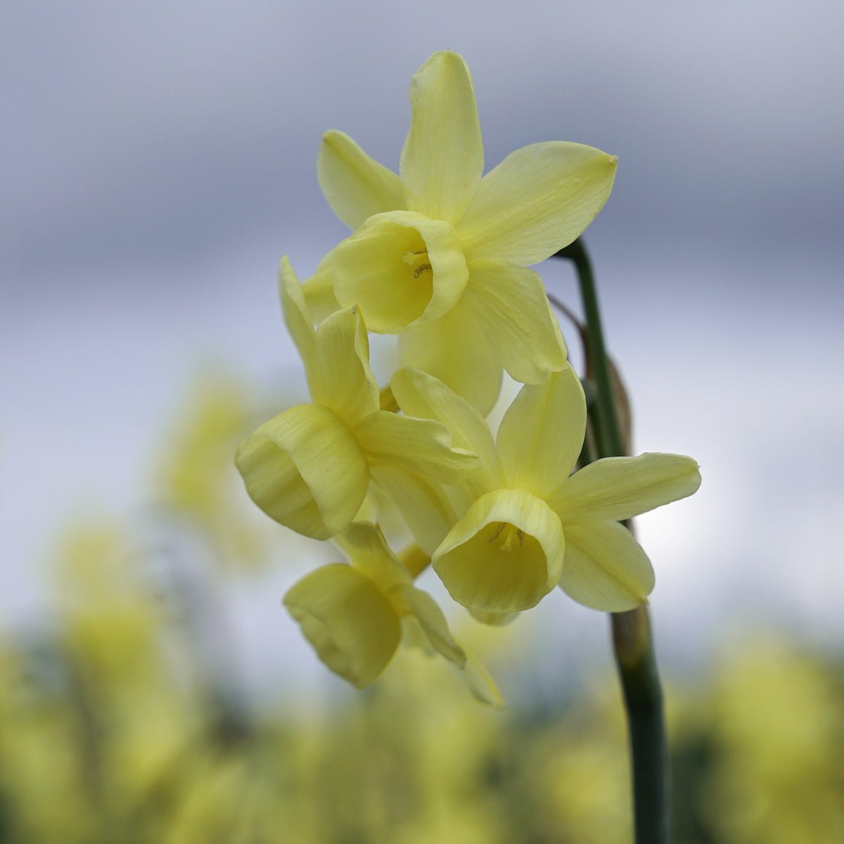 Angel's Breath - Narcissus - Fluwel