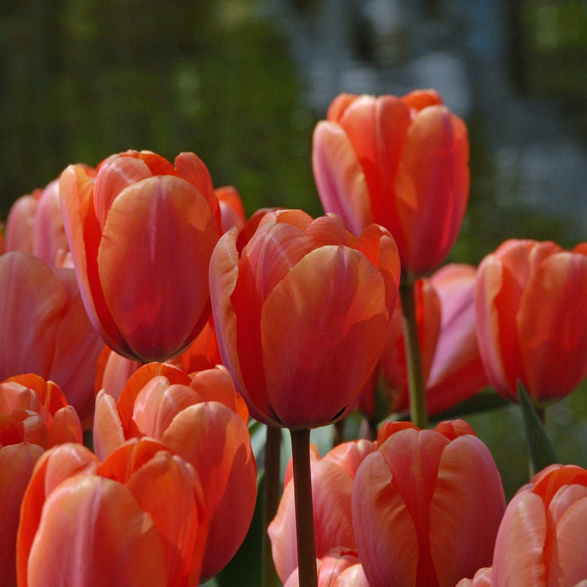 Apricot Impression - Tulips - Fluwel