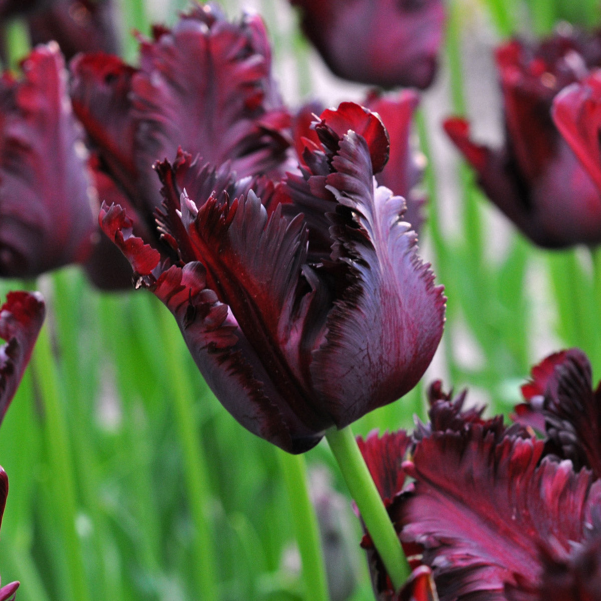 Tulipa Black Parrot