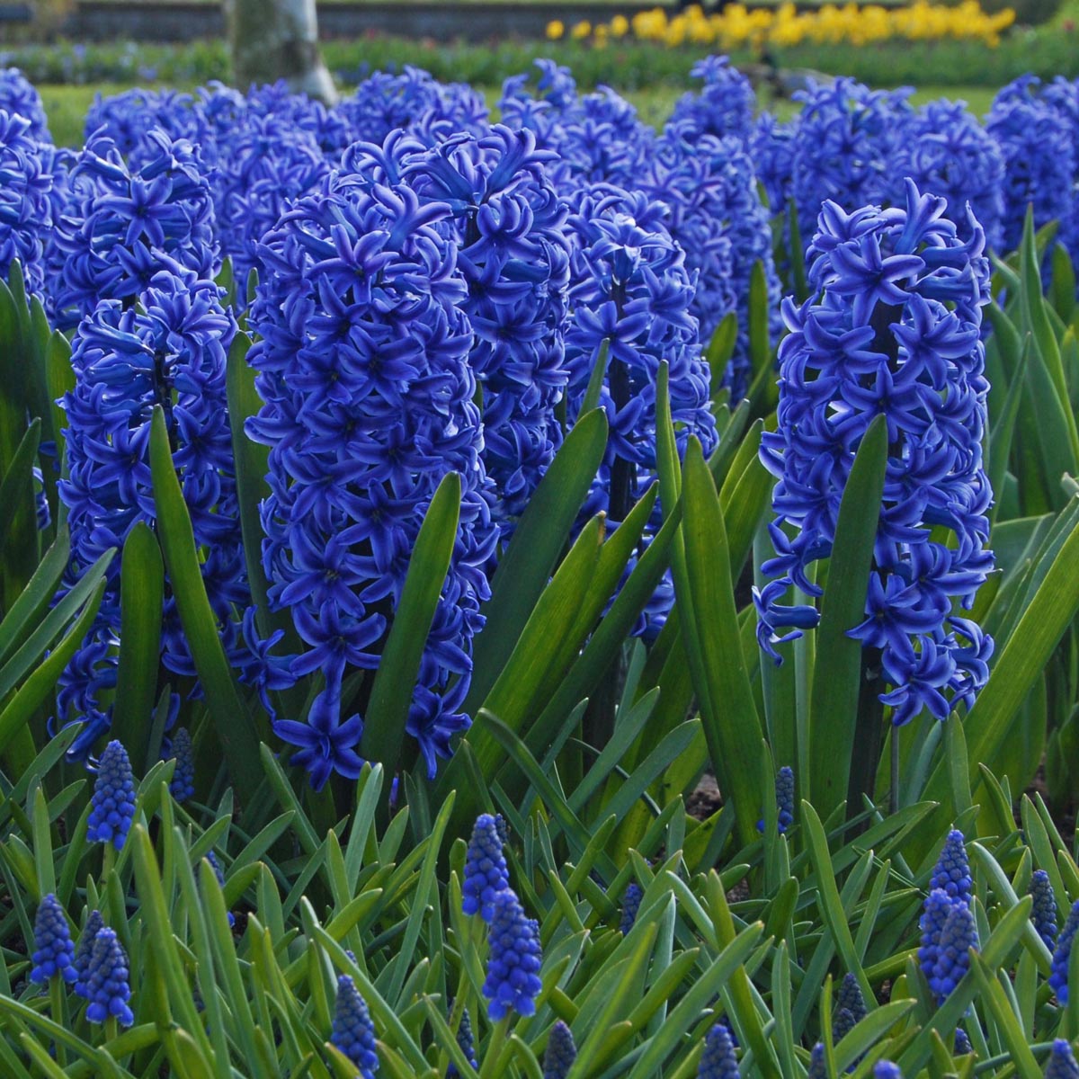 Hyacinthus Blue Jacket