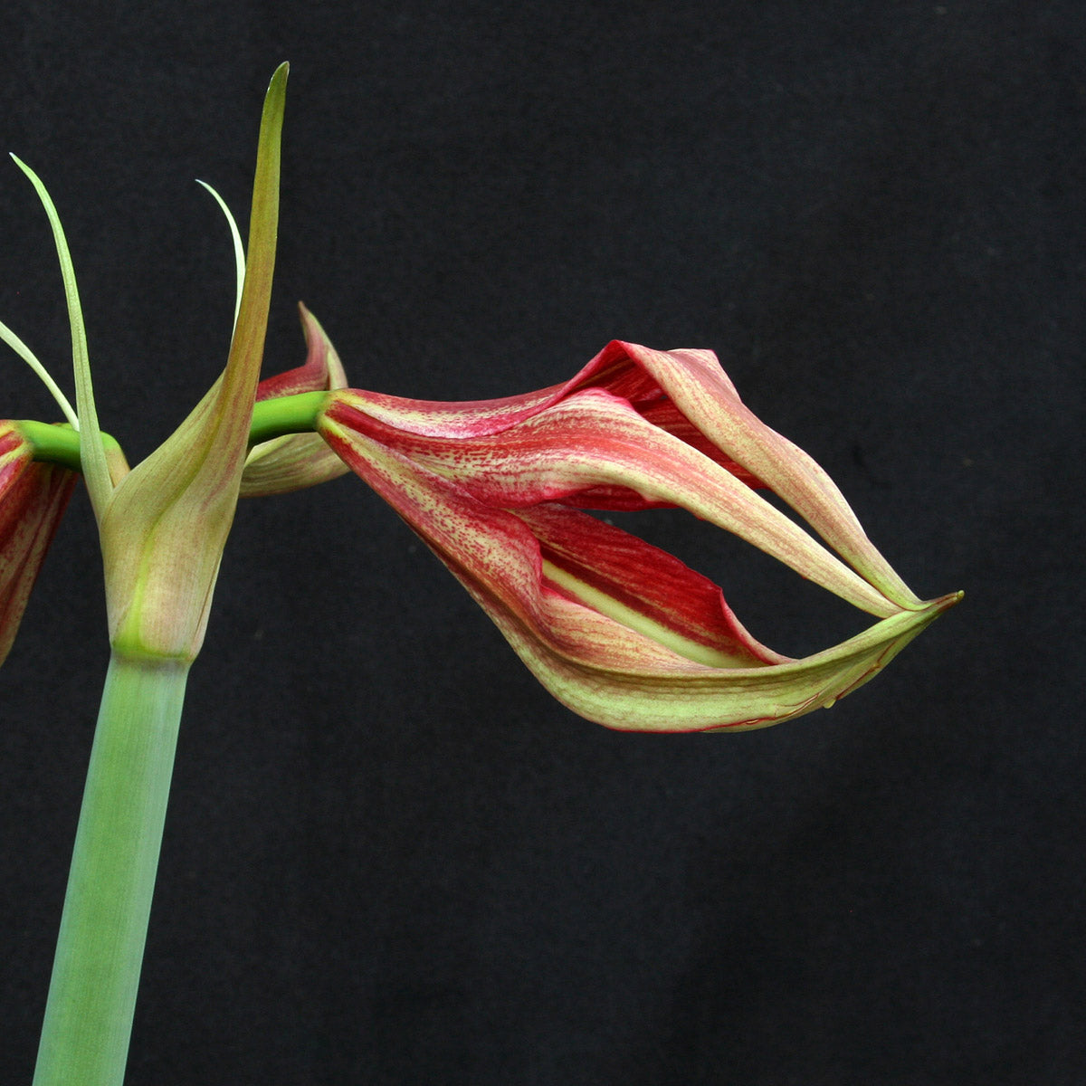 Amaryllis La Paz