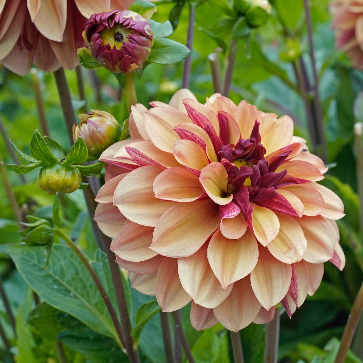 Dahlia Creme de Cognac