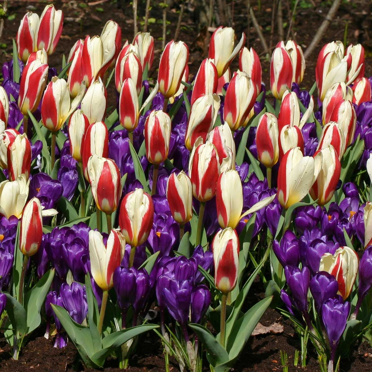 Mixture Tulp The First (20) & Crocus Flower Record (25) Early Riser