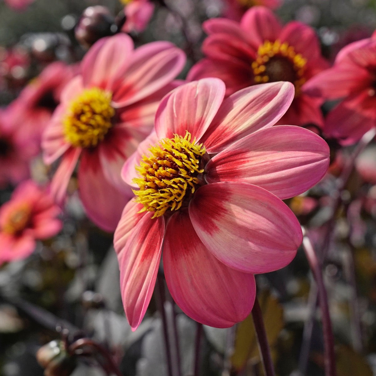 Dahlia Dahlegria Tricolore