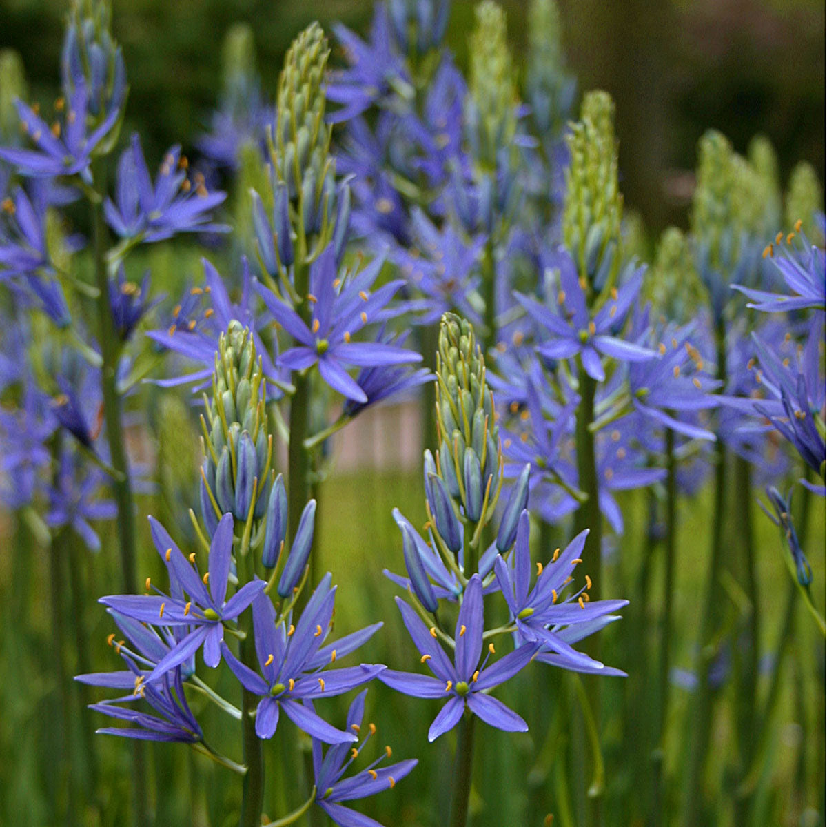 Camassia leichtlinii Blue Danube