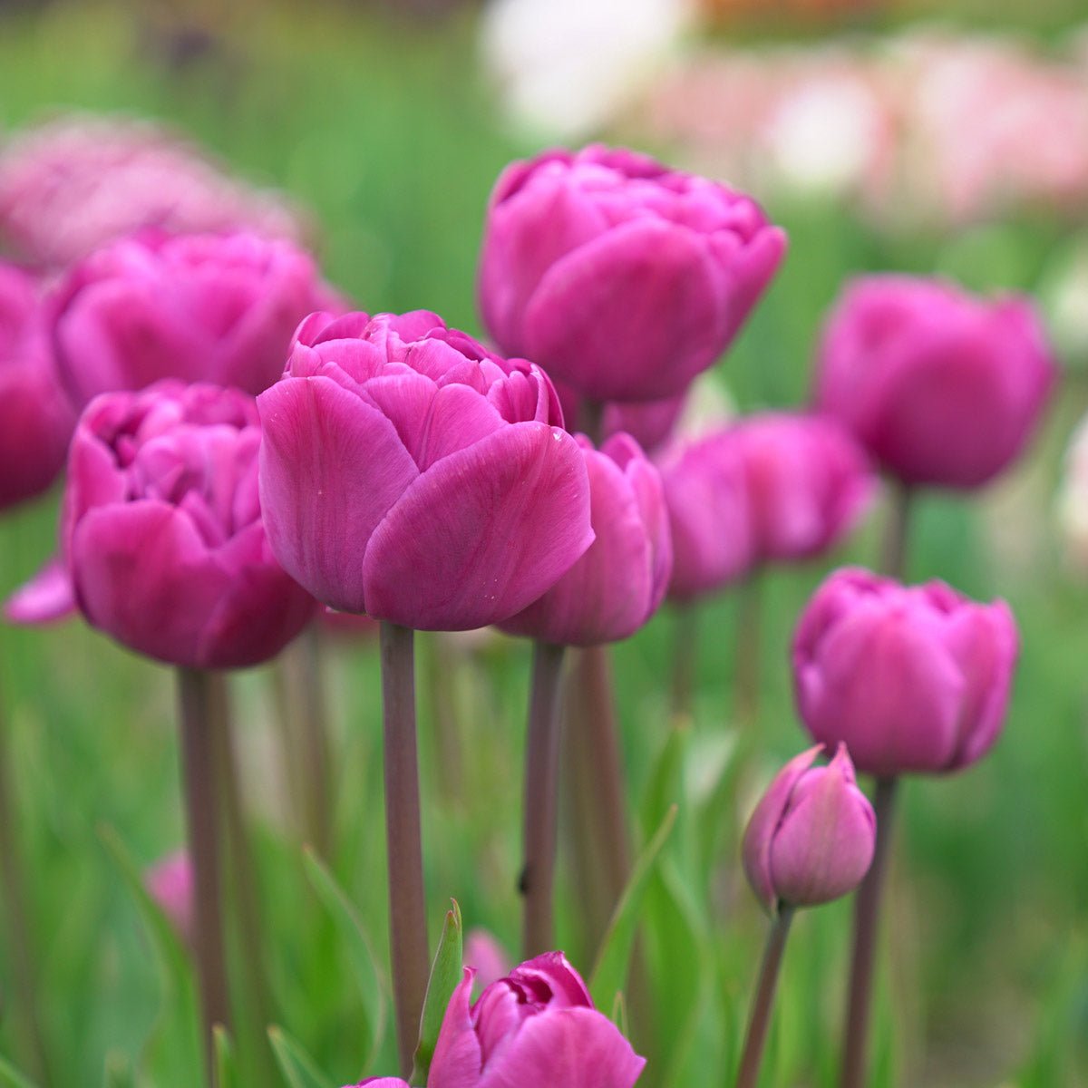 Backpacker - Tulips - Fluwel