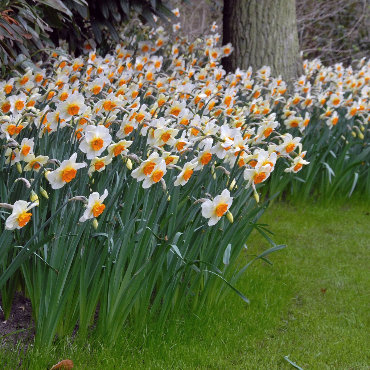 Barret Browning - Narcissus - Fluwel