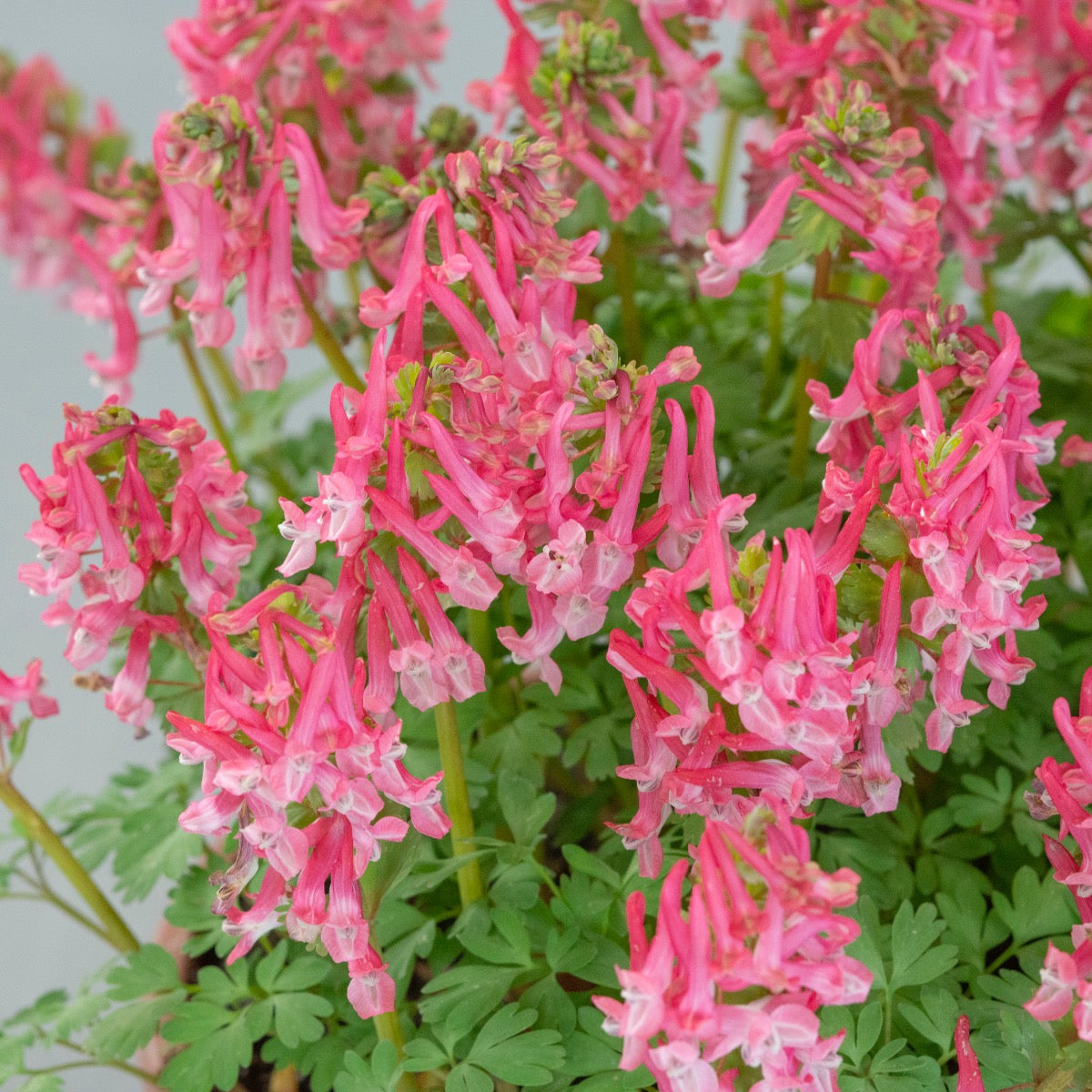 Corydalis solida Beth Evans