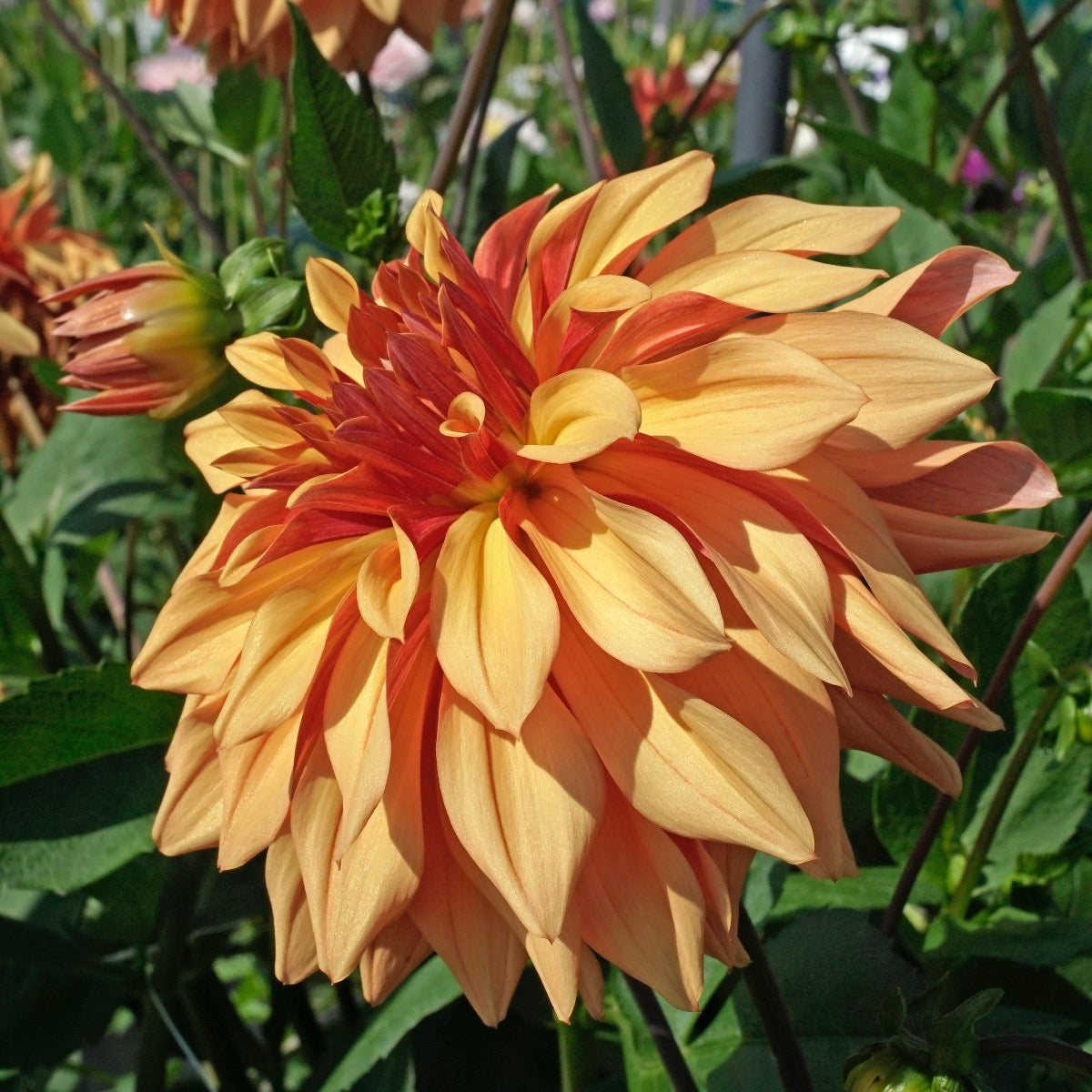 Dahlia French Cancan